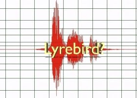 Lyrebird
